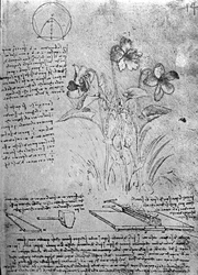 Études de violettes (Viola odorata et Viola canina), fol. 14r du Manuscrit B, c.1487-90